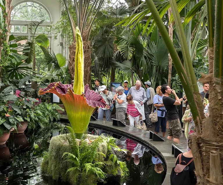 A new stinky corpse flower will soon bloom at the New York Botanical Garden