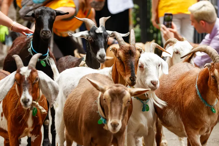 A crew of weed-eating goats returns to Riverside Park this week